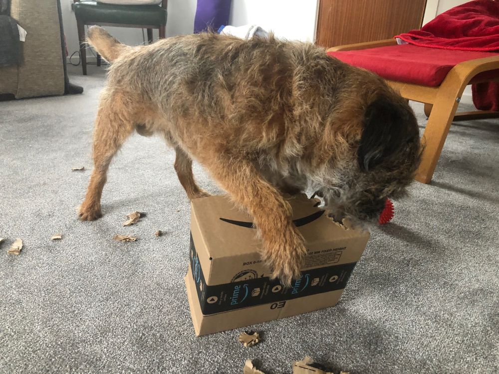 Border terrier opening a box. 