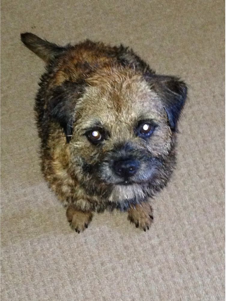 Recently bathed border terrier looking up at the camera. 