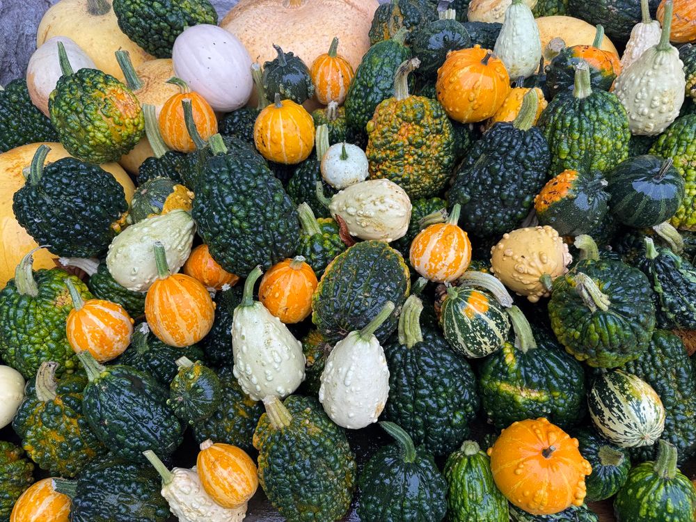 Display of pumpkins and squashes. 