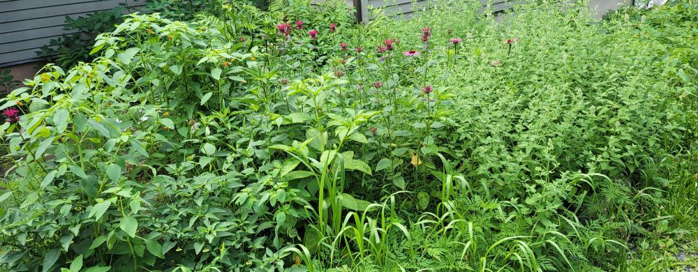 pollinator garden: jewelweed, bee balm, coneflower, catnip