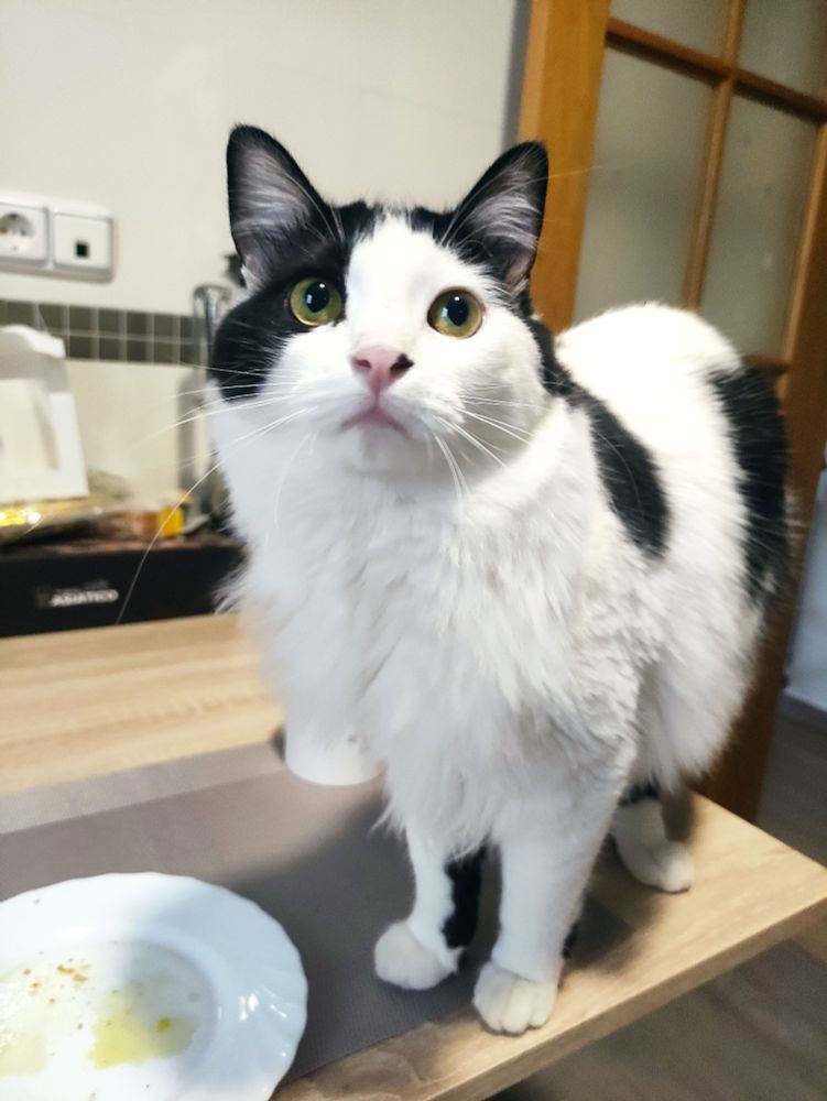 Gata obsesionada con las servilletas subida a la mesa (mal) porque acaba de escuchar el frufrú