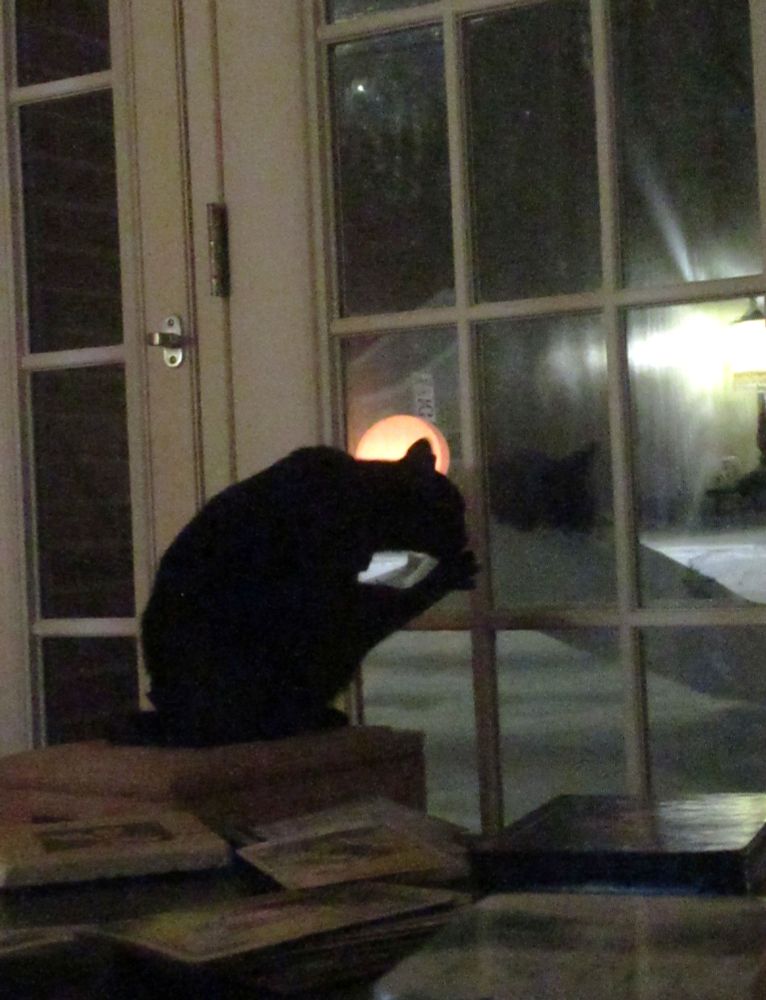 A black cat sitting in front of a window, washing her toes. 