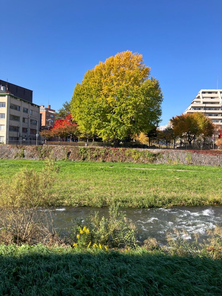川沿いの大きな銀杏の写真。上４割ぐらいが黄色く染まった。