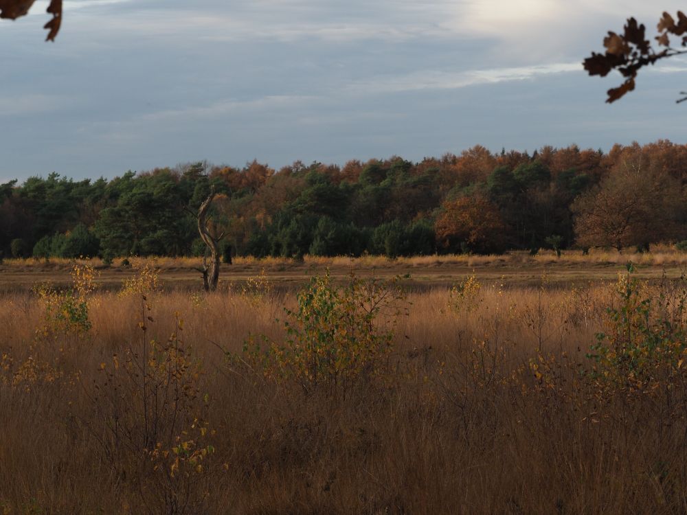 Groot heideveld met op de achtergrond bomen 