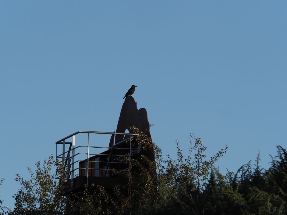 De Schapenkop op de geluidswal langs de A28, een vogel zit in de zon 
