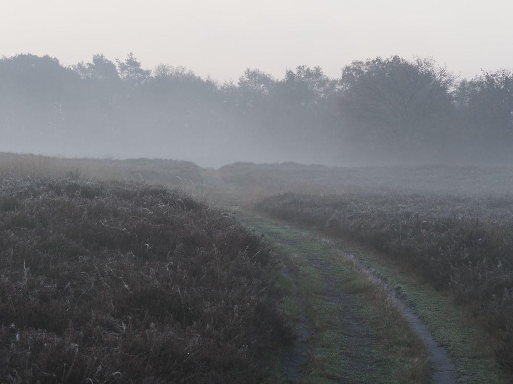 wandelpad over een heideveld verdwijnt in de mist 