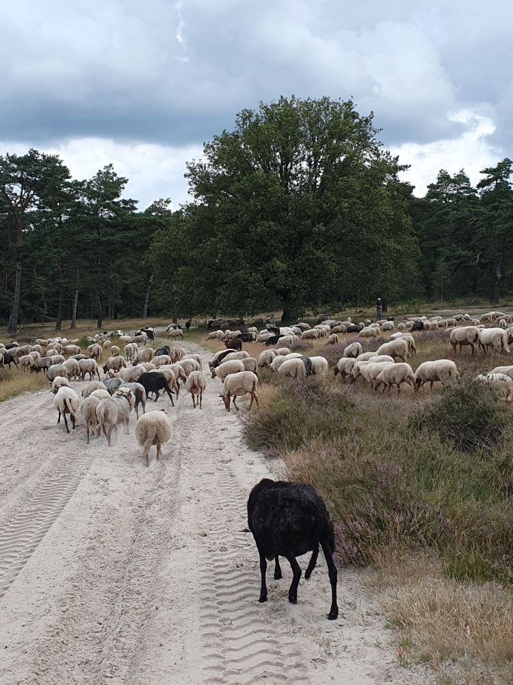 Kudde schapen steekt een zandweg over 
