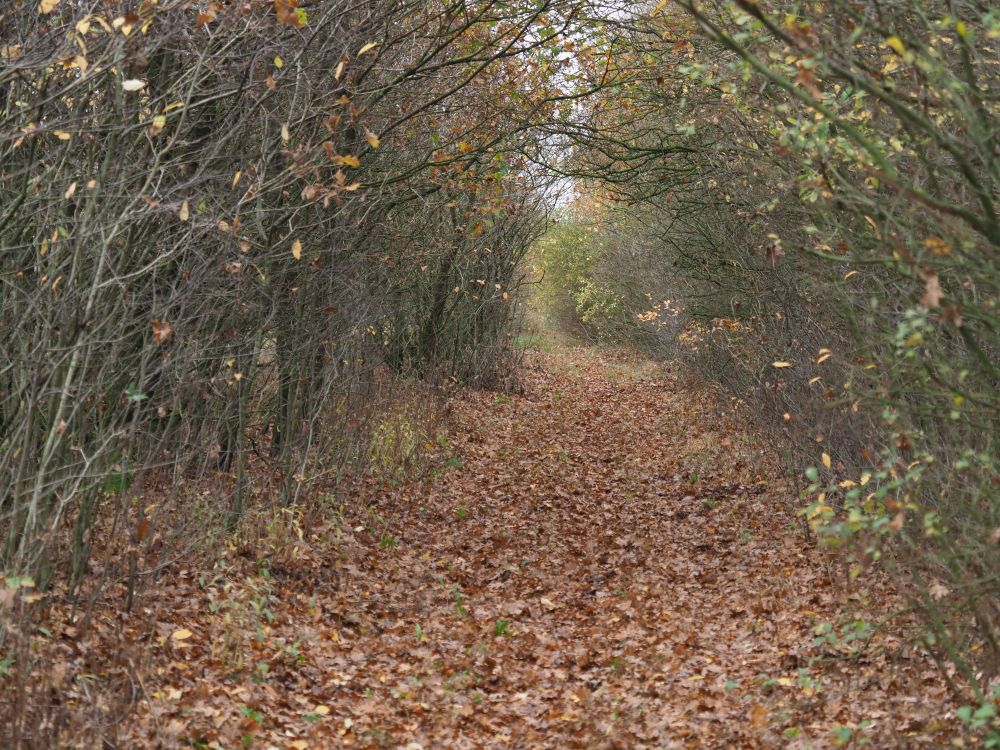 Wandelpaadje door een bos 