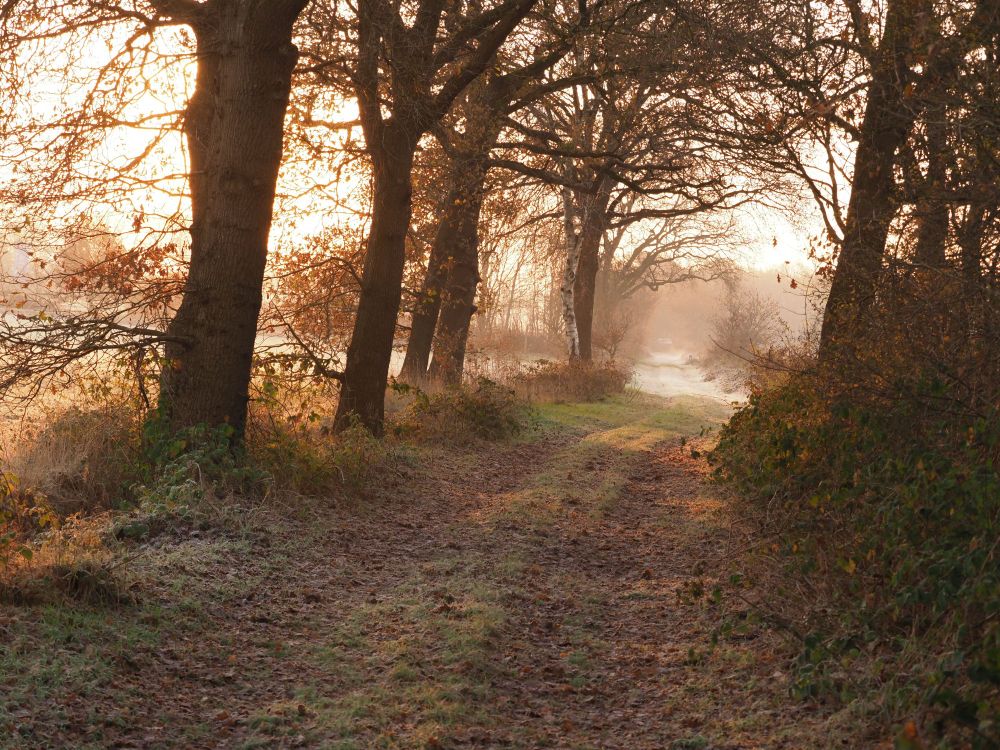 Wandelpad tussen bomen 
