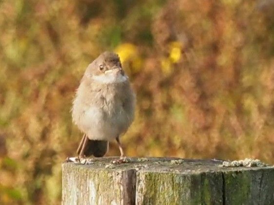 vogeltje op een paaltje 