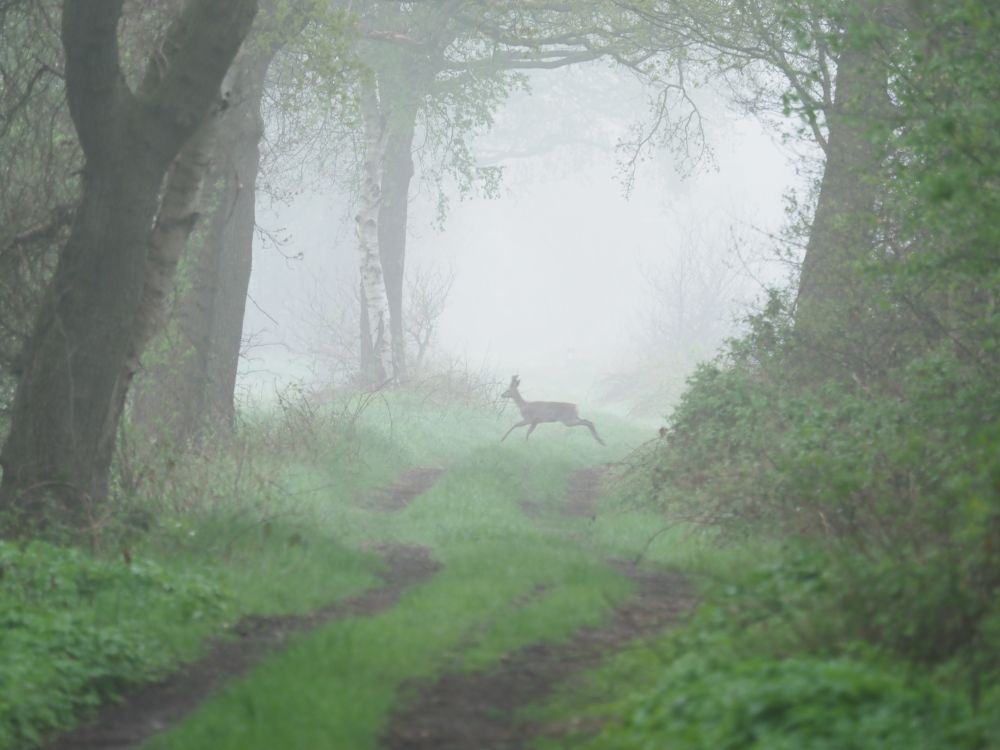 Een ree steekt een wandelpad over in een mistig bos 