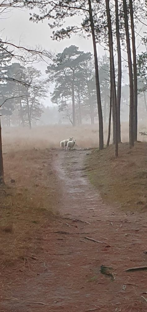 Schapen in de mist 