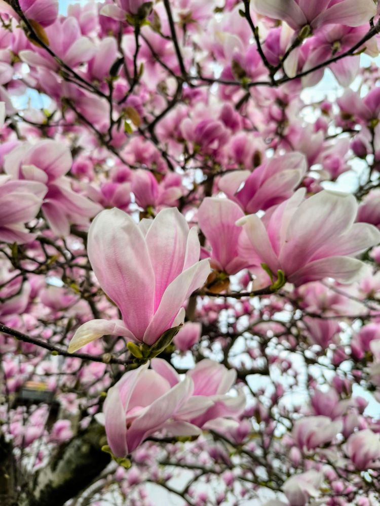 Im Vordergrund drei Magnolienblüten am Zweig in verschiedenen Blühstadien. Sie sind weiß mit einem pinken Farbverlauf vom Inneren nach außen. Im Hintergrund sehr viele weitere Blüten vor blassem Himmel  