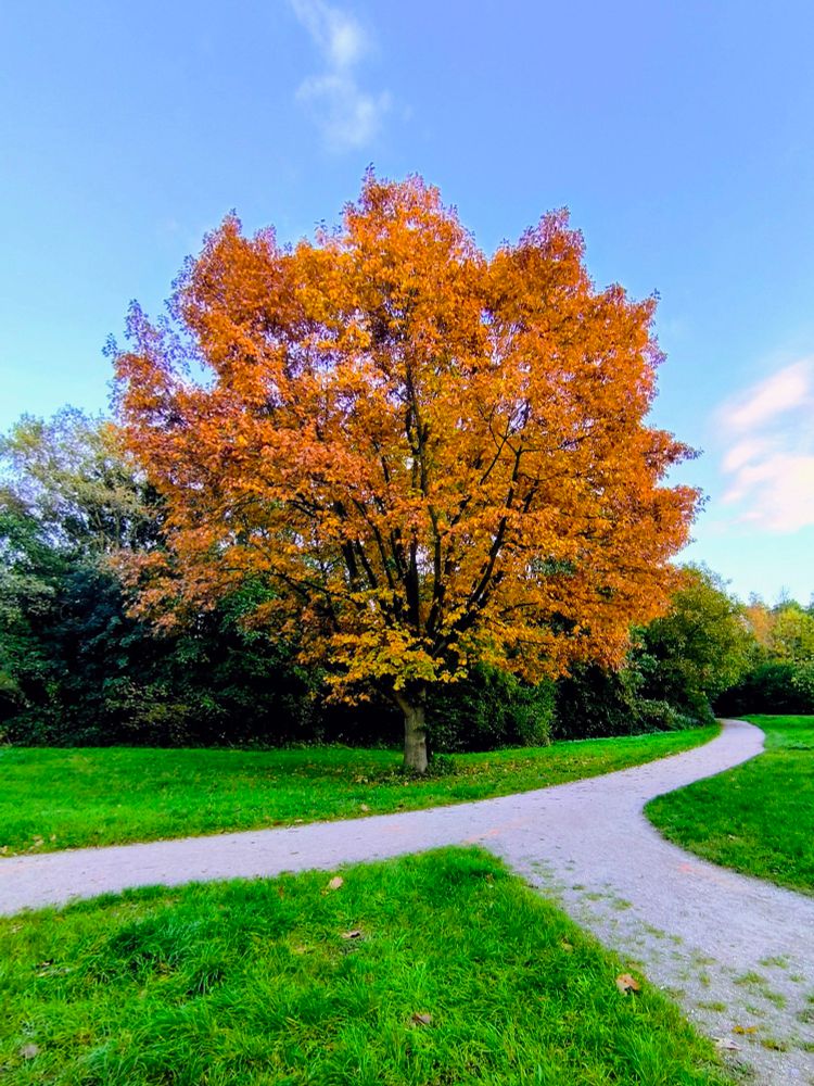 Ein Baum mit leuchtend orangem Herbstlaub steht an einer Weggabelung. 