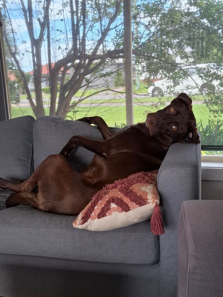 A chocolate Labrador reclines on the lounge like a princess looking directly at the camera 