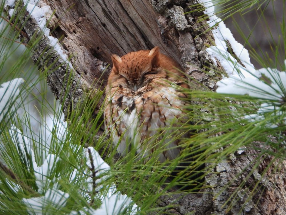 Red-morph screech owl naps in their snow dusted tree home of tilted pine.
