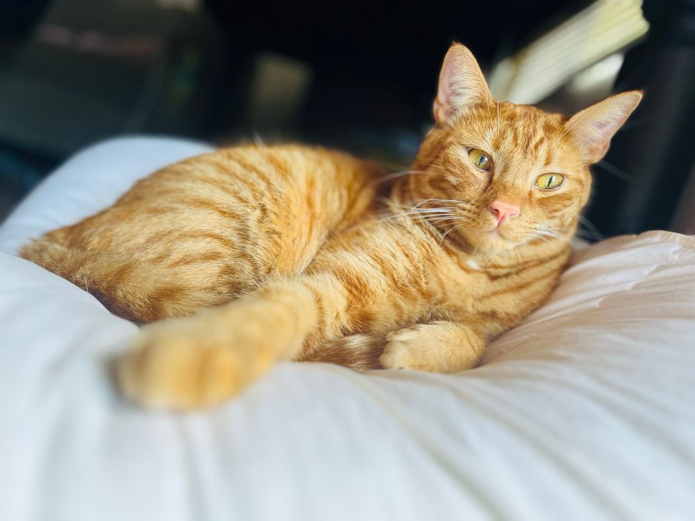 Moose, the crazy ginger cat, rests on a folded up mattress pad. He looks very happy. Both mattress pad and cat look floofy and soft.