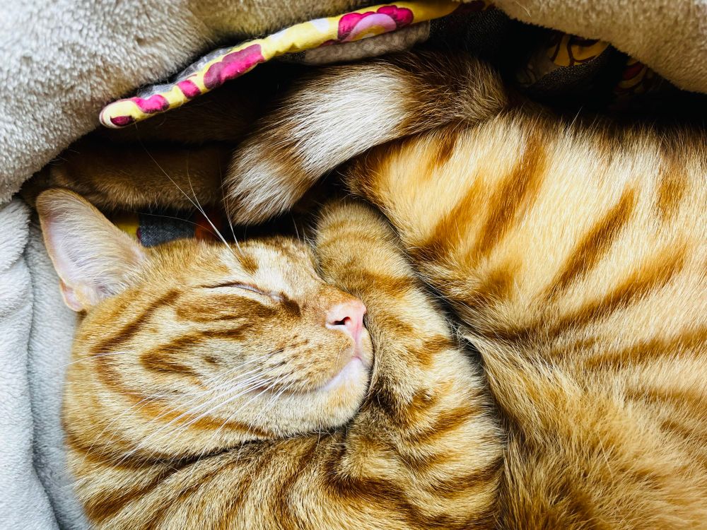 Moose, the crazy ginger cat, lies curled up in his cat bed and dreams the dreams of a ferocious tiger.