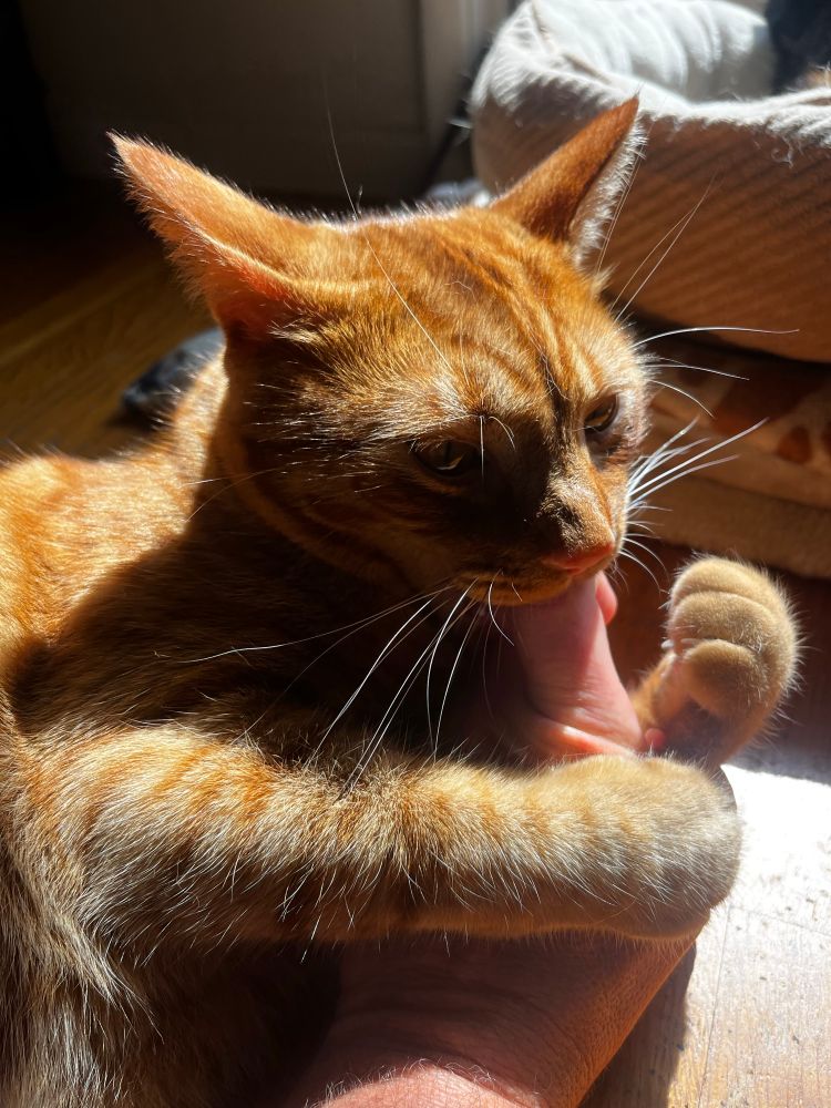 Moose, the crazy ginger cat, lies on a wooden floor in a sunbeam, paws wrapped around a human hand, mouth chomping on a finger.