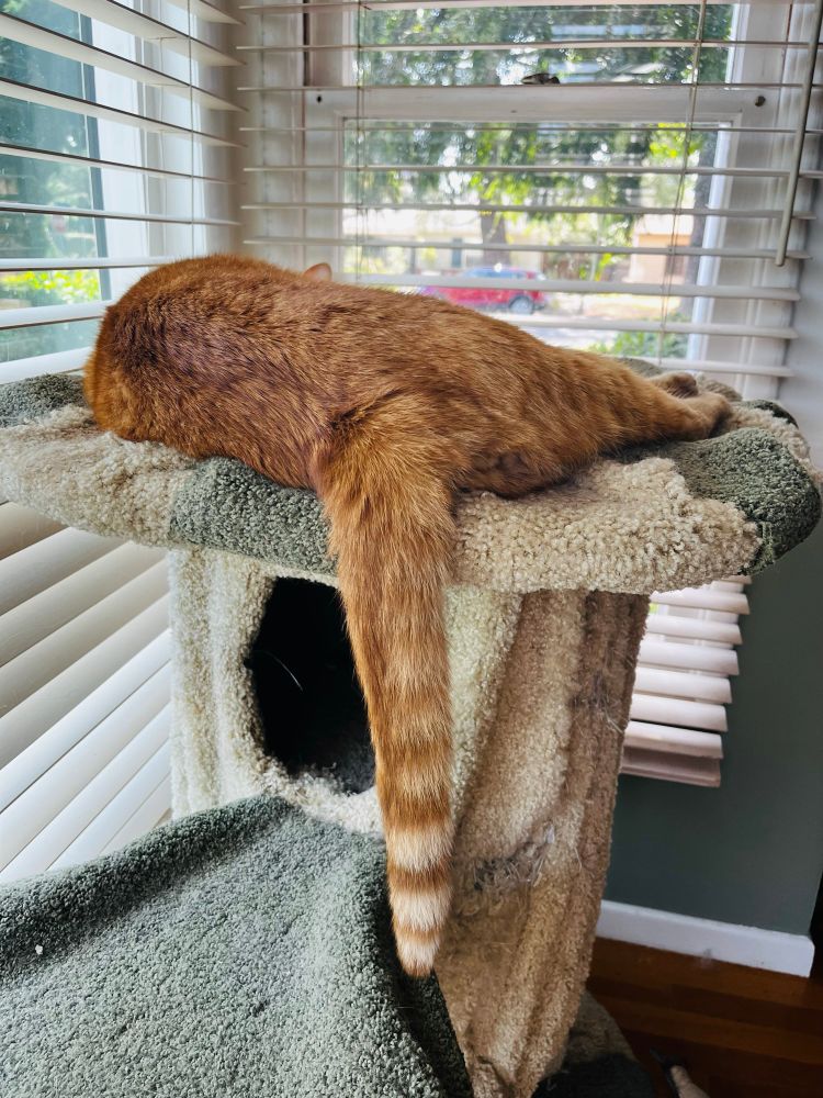 Moose, the crazy ginger cat, sleeps on his green and tan carpeted cat tree next to a window. His tail extends down almost touching the next level of the tree. It is, indeed, long.