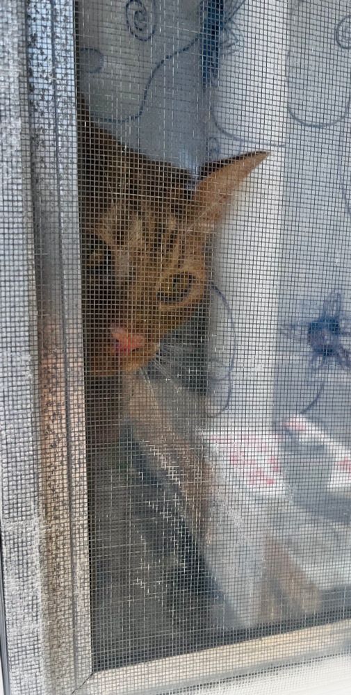 Moose, the crazy ginger cat, stares out longingly through the screened window of a door. A freshly painted protest sign sits on the deck reflected on the window.