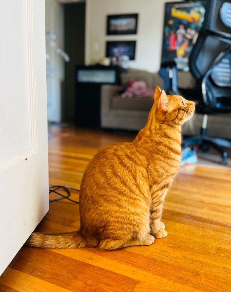 Moose, the crazy ginger cat, sits in profile on a wooden floor, his head tilted up as if eyeballing a distant bird. A black chair and green couch are in the background. A few blurry posters hang on the wall.