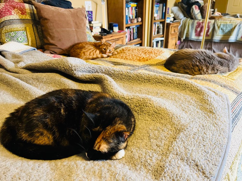 Moose, the crazy ginger cat, lies on a bed behind Indie, a chonky calico cat, and Roo, a pretty long hair gray and white cat. He has totally crashed a Fat Lady Cat Napping Club meeting. 
