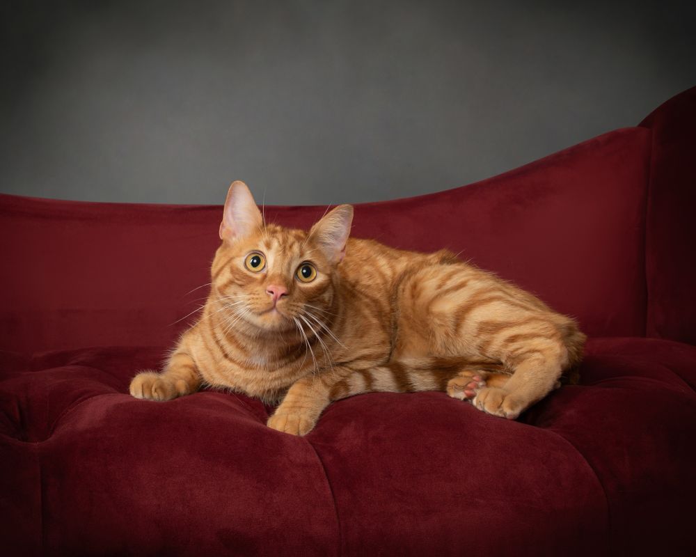 Moose, the crazy ginger cat, poses on a red couch in a photo studio. A gray backdrop is behind him. Moose looks like he’s about to jump from the couch.