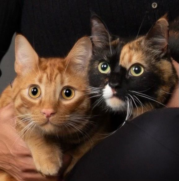 Moose, the crazy ginger cat, and Indie, his cute calico sister, pose on one of their human’s laps for a portrait. The photo is cropped to zoom in so you can only see the two cats.