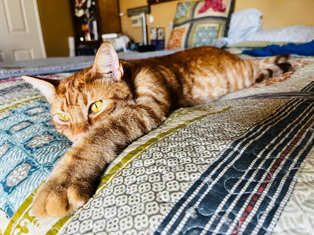 Moose, the crazy ginger cat, lies stretched out on a patchwork quilt atop a bed. His oh so long body stretches far, far in the distance. 
