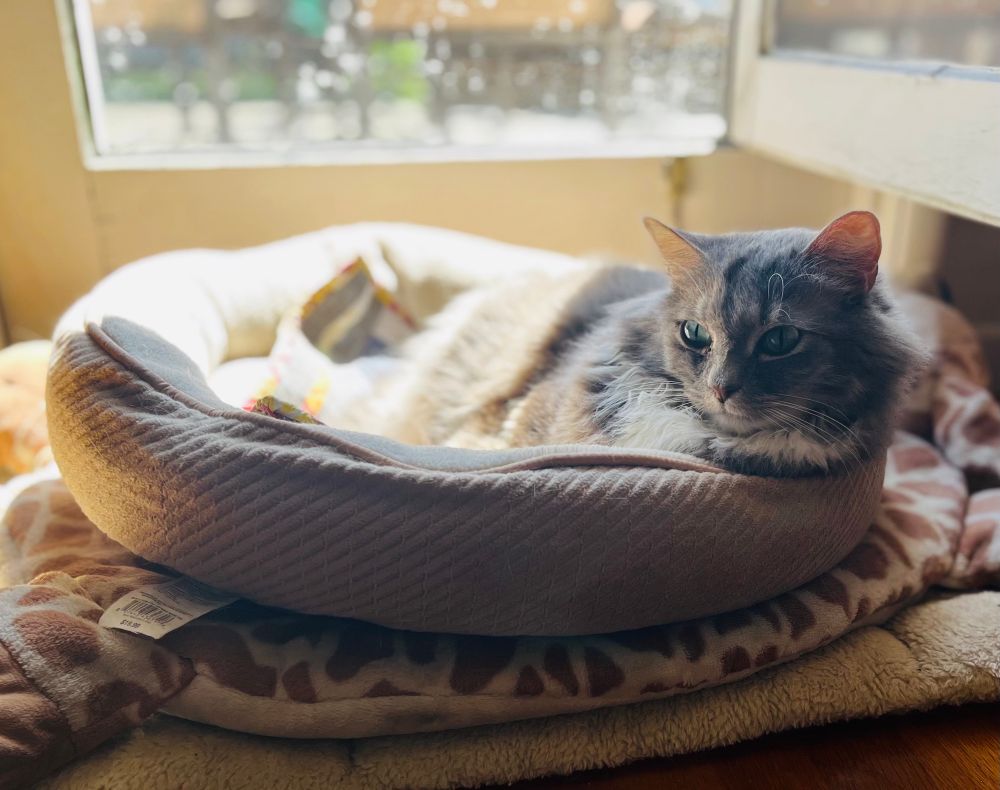 Roo, a pretty long haired gray and white cat Queen, lies in a cat bed by a screen door and stares off into the distance acting like she’s not waiting for her photo to be taken even though she’s clearly posing. The sun shines bright outside and beams brightly through the screen door.