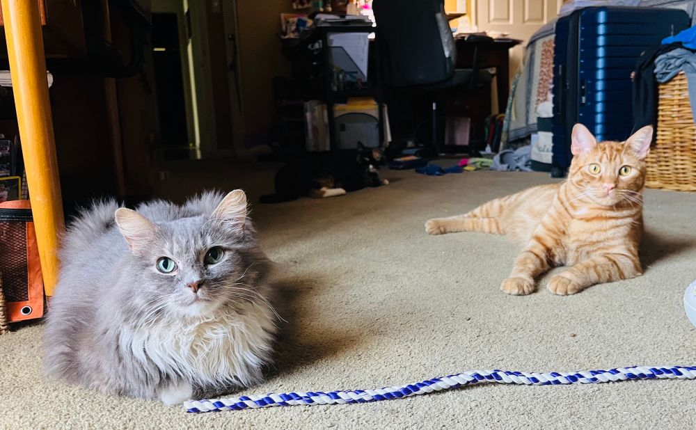 Roo, a pretty long hair gray and white cat with green eyes, lies on a tan carpet in a bedroom across from Moose, the crazy ginger cat. Indie, a cute calico cat, hangs out in the background in the shadows near a cluttered desk.