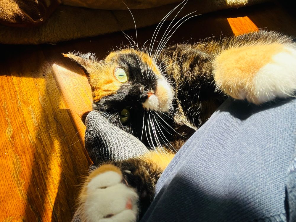 Indie, a cute calico cat, lies in a sunbeam on a wood floor, one paw wrapped around a socked foot as another paw grabs a knee. She stares up, eyes wide. She is wild and being very silly.