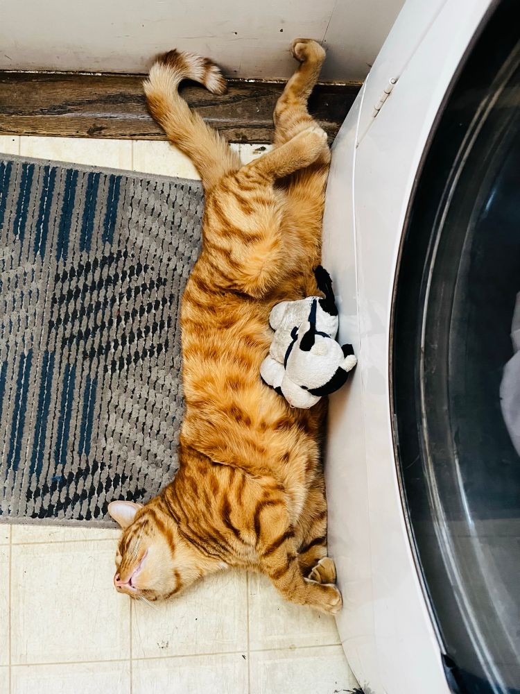 Moose, the crazy ginger cat, sleeps on his back sprawled out next to a washing machine. Aggie, his stuffed cow, rests on his belly.