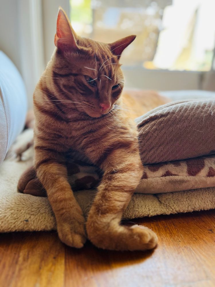 Moose, the crazy ginger cat, hangs out of his cat bed, his paw bent at a weird angle, trying his best to look super innocent. Like he doesn’t always try to steal treats from Indie. Like he doesn’t always kick up tons of litter everywhere whenever he pees. Like he doesn’t hop up on the kitchen counter and chew on whatever things he finds while everyone else is asleep. Don’t trust him! He’s a naughty cat. 