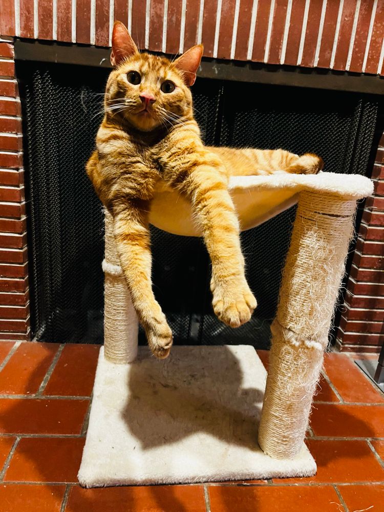 Moose, the crazy ginger cat, casually lounges, front paws dangling out, in his white cat hammock in front of a brick fireplace. He’s bright eyed and looks like he’s ready to play,