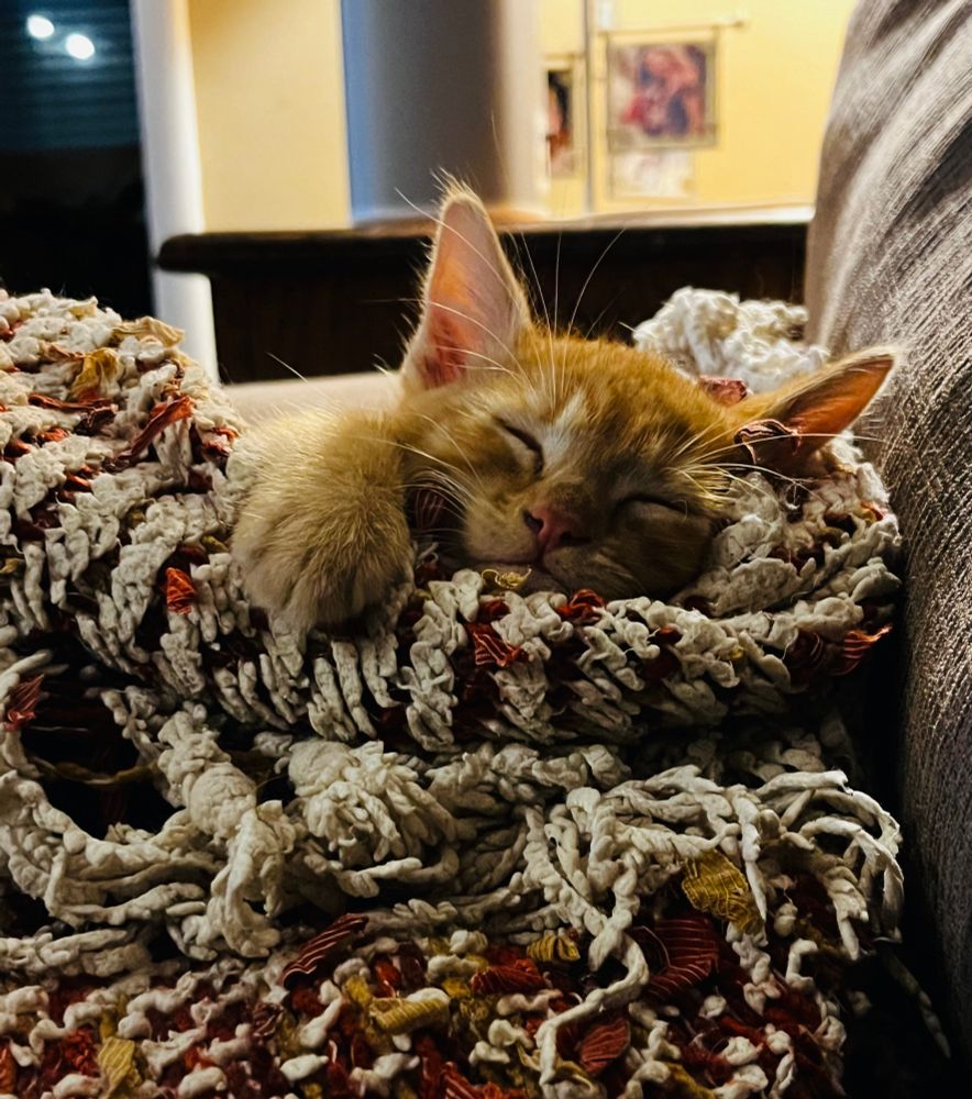 Moose, the once angelic ginger kitten, sleeps peacefully on a red and white knitted blanket on a grayish couch. 