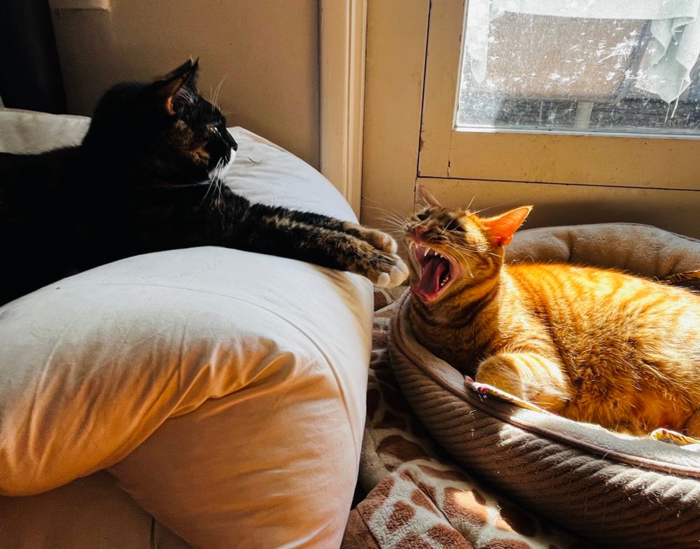 Moose, the crazy ginger cat, lies in his cat bed yawning a mighty yawn near the paws of his pal Indie, a cute calico cat. Indie rests on a nearby fluffy mattress pad that is slightly above Moose. It looks like Moose is about to chomp on Indie’s paws.