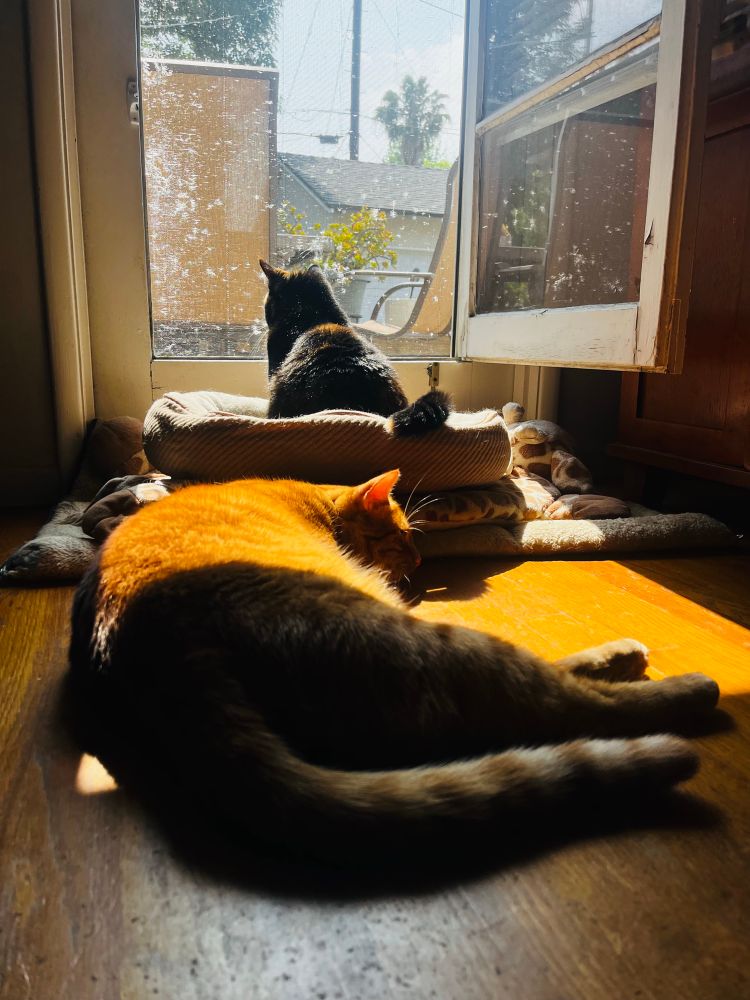 Moose, the crazy ginger cat, sprawls out in a sunbeam on a wooden floor behind Indie, his cute calico sister, who sits in a tan cat bed peering out onto the deck through a war torn screen door.