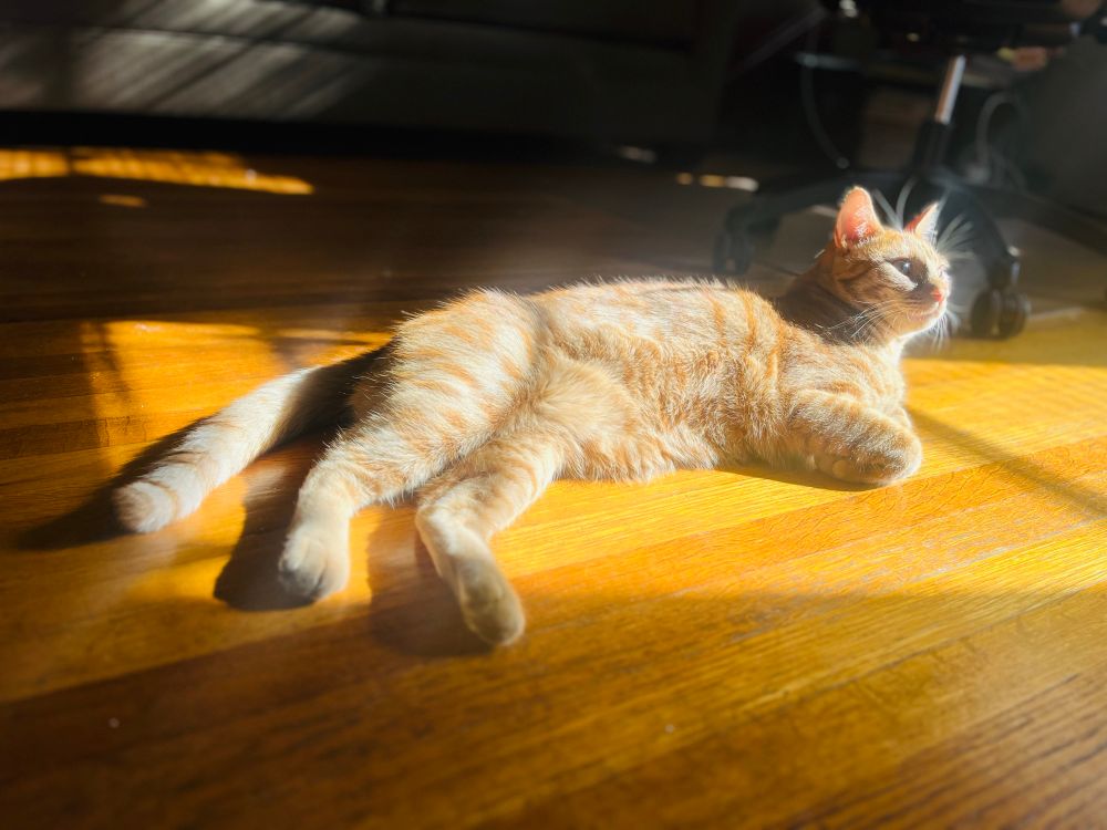 Moose, the serene and totally not crazy ginger cat, poses elegantly in a sunbeam on a wooden floor. He looks super mature and poised. Not at all like a naughty cat.