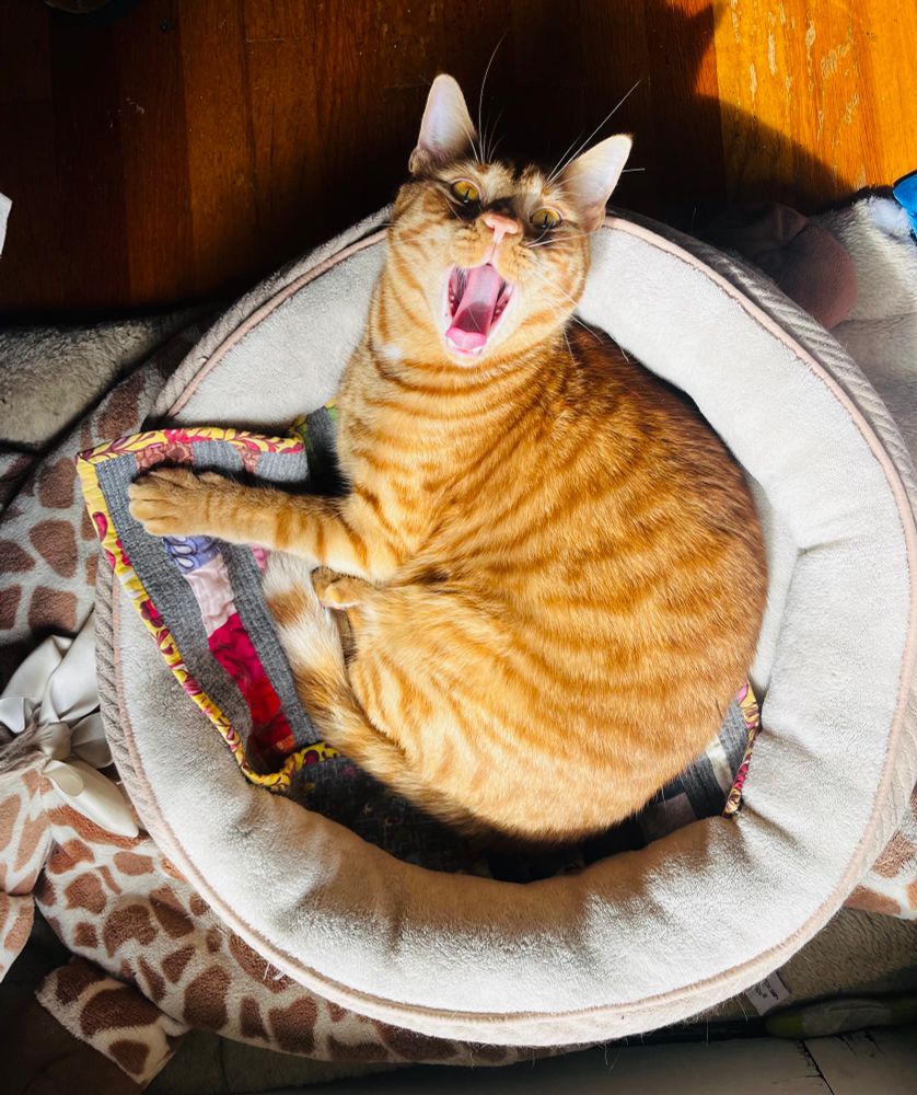 Moose, the crazy ginger cat, lies curled up on his cat bed staring up at the camera, yellow eyes blazing, and lets out a mighty yawn.