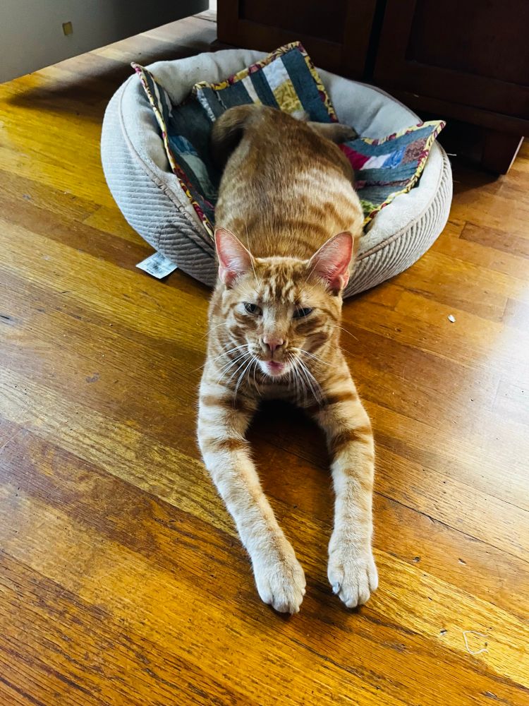 Moose, the crazy ginger cat, lies half in half out if his cat bed on a wooden floor.
