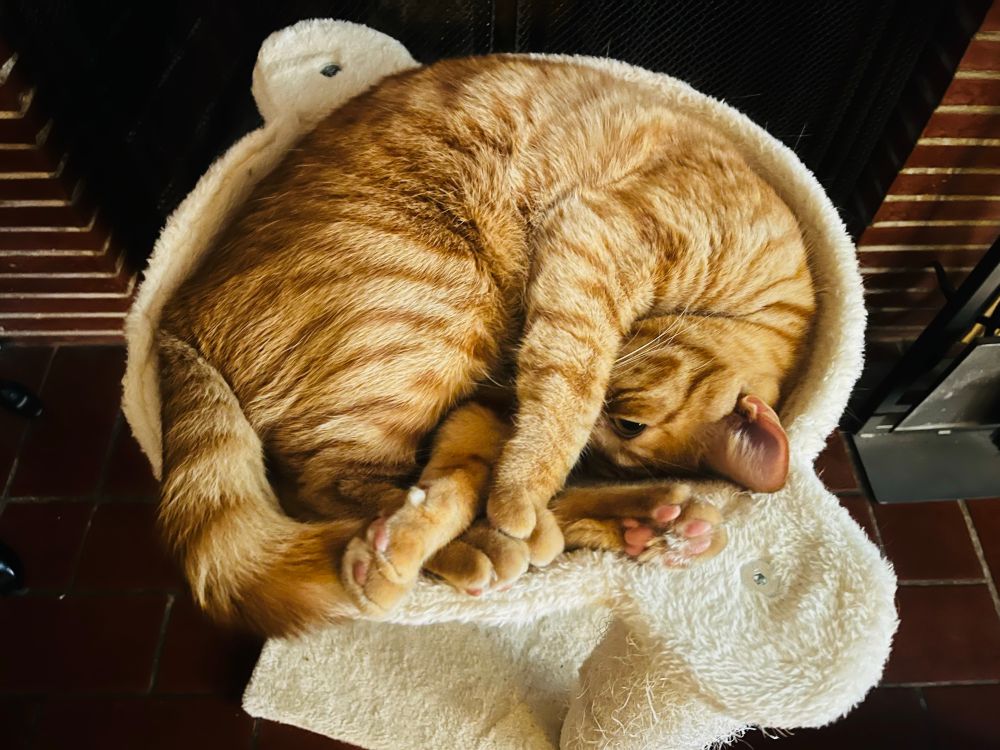 Moose, the crazy ginger cat, sleeps coiled in a ball in his fuzzy white cat hammock in front of a brick fireplace. He fills every available inch of the cat hammock.