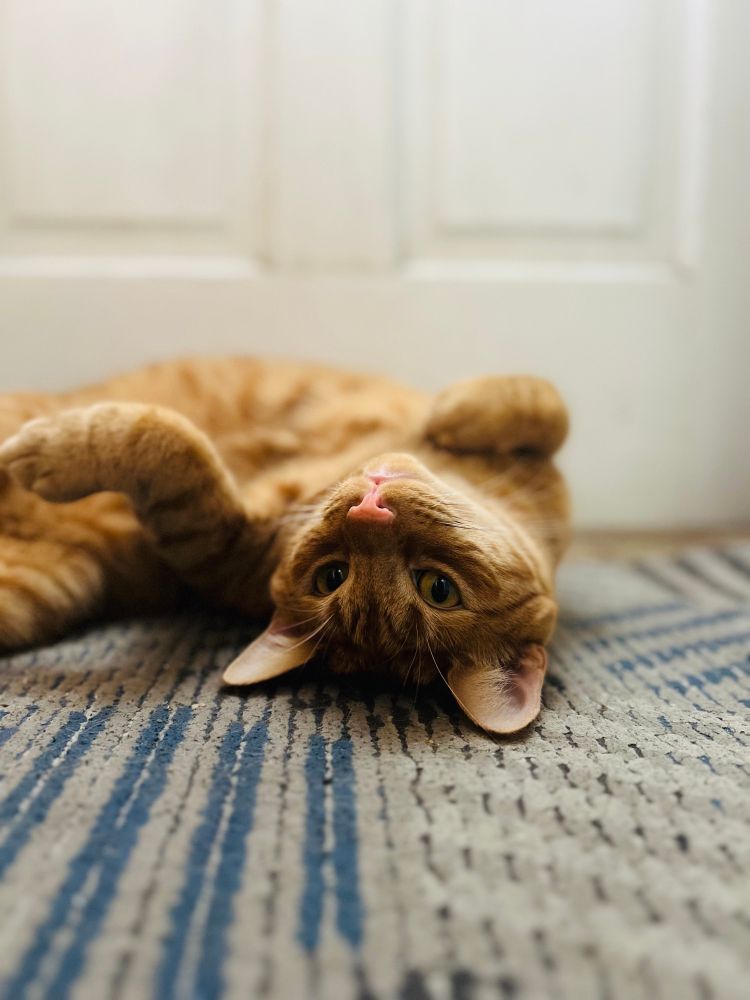 Moose, the crazy ginger cat, lies curled up on his back, belly in the air, on a weathered carpet in front of a door. His eyes peer into the camera as if to say, “Dang, it’s hot!”