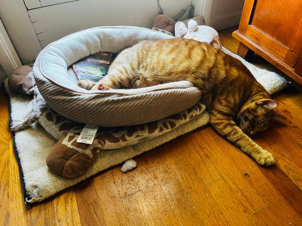 Moose, the crazy ginger cat, lies half in, half out of his cat bed. Completely pooped.