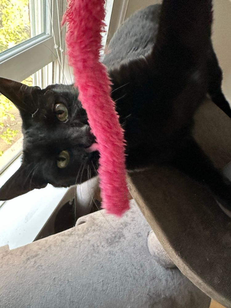 A silly black cat staring intently at a fuzzy worm toy.
