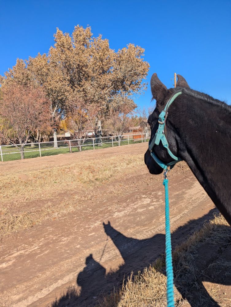 Black quarter horse filly stares intently across a ditch at a pasture. On closer inspection there's a horse in the pasture. On even closer inspection the horse is a metal statue.