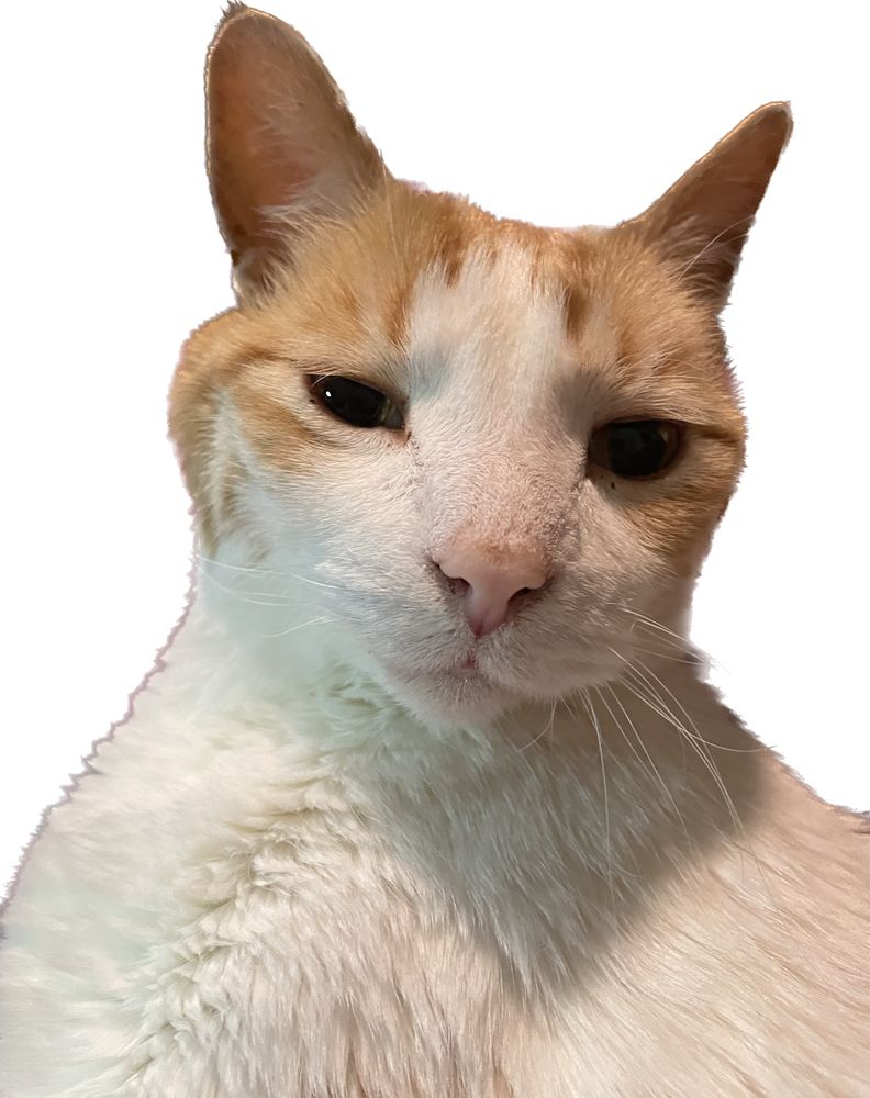 White and orange cat