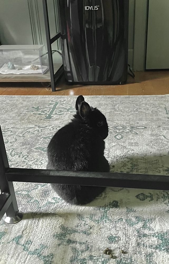 A bunny with black fur named Doodles
