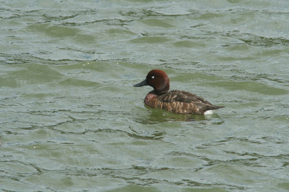 A male Madagascar pochard duck floats on turbulent water. Its left side is visible. 